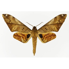 /filer/webapps/moths/media/images/B/basquini_Platysphinx_AM_Basquin.jpg