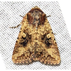 /filer/webapps/moths/media/images/C/combinata_Mythimna_A_Braun_03.jpg