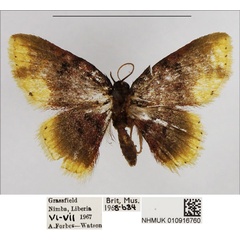 /filer/webapps/moths/media/images/F/flavitincta_Syngatha_AM_NHMUK.jpg