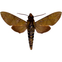 /filer/webapps/moths/media/images/F/funebris_Nephele_AM_MCJM.jpg