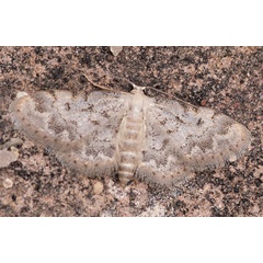 /filer/webapps/moths/media/images/D/damadensis_Idaea_AF_Stadie.jpg