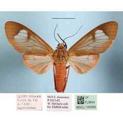 /filer/webapps/moths/media/images/F/fennia_Amerila_A_MGCLa_01.jpg