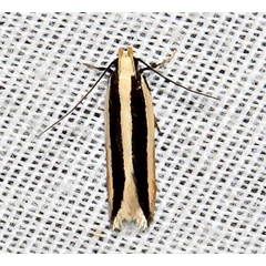 /filer/webapps/moths/media/images/S/stasiarcha_Schizovalva_A_Braun_02.jpg