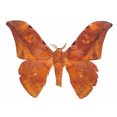 /filer/webapps/moths/media/images/S/silvaticum_Orthogonioptilum_AM_RBINS_xWBUVl8.jpg