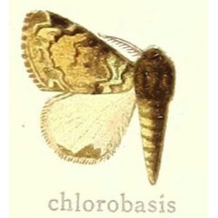 /filer/webapps/moths/media/images/C/chlorobasis_Dasychira_HT_Hering_27d.jpg