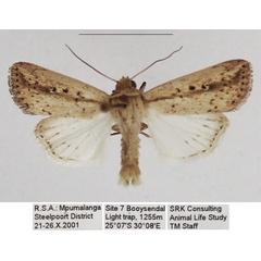 /filer/webapps/moths/media/images/T/tacuna_Mythimna_AM_TMSA_01.jpg