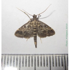 /filer/webapps/moths/media/images/F/fovealis_Duponchelia_A_Bippus.jpg