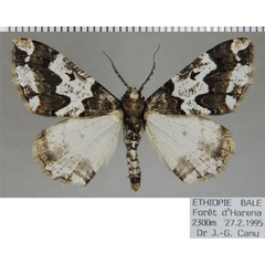 /filer/webapps/moths/media/images/A/albipennis_Oedicentra_AM_ZSM.jpg