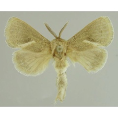 /filer/webapps/moths/media/images/D/dietermeyi_Metarbela_PTM_MfN_02.jpg