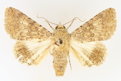 Pandesma robusta