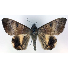 /filer/webapps/moths/media/images/V/violacea_Achaea_PT_RMCA_03.jpg