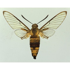 /filer/webapps/moths/media/images/V/virescens_Cephonodes_AM_Basquin_03.jpg