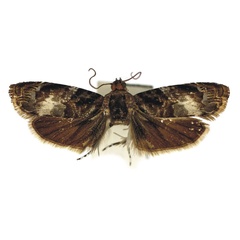 /filer/webapps/moths/media/images/S/subseparata_Endotera_HT_Bassi.jpg