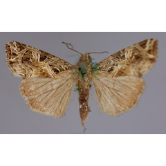 /filer/webapps/moths/media/images/Y/yerburii_Callopistria_A_RMCA_01.jpg