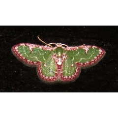 /filer/webapps/moths/media/images/B/biornata_Allochrostes_A_Braun_07.jpg