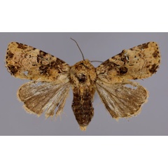 /filer/webapps/moths/media/images/C/consummata_Feliniopsis_A_RMCA_01.jpg