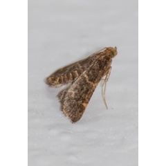 /filer/webapps/moths/media/images/G/griseobrunnea_Hypsopygia_A_Woodhall_01_.jpg