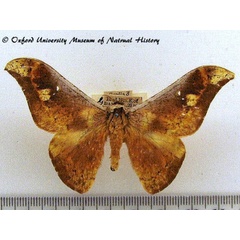 /filer/webapps/moths/media/images/N/nubilata_Goodia_AM_OUMNH.jpg