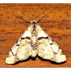 /filer/webapps/moths/media/images/O/ocellaria_Eutelia_A_Braun_09.jpg