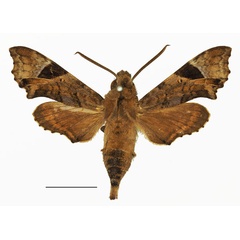 /filer/webapps/moths/media/images/F/fuscata_Temnora_AM_Basquin_02a.jpg