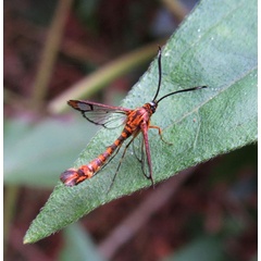 /filer/webapps/moths/media/images/A/auronitens_Chamanthedon_AM_Bergsma.jpg