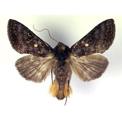 /filer/webapps/moths/media/images/T/turlini_Thysanoplusia_AM_RMCA.jpg