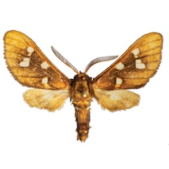 /filer/webapps/moths/media/images/M/metarctiodes_Anapisa_AM_ZMJU.jpg