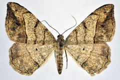 Chiasmia contaminata