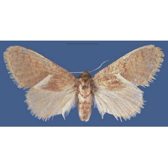 /filer/webapps/moths/media/images/M/michaelgrzimeki_Lukeniana_PTF_ZSM.jpg