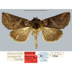 /filer/webapps/moths/media/images/R/rougeoti_Abrostola_HT_MNHN.jpg