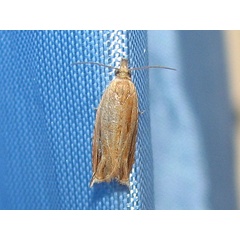 /filer/webapps/moths/media/images/F/falcata_Ancylis_A_Goff.jpg