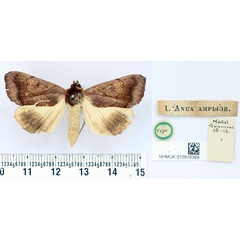 /filer/webapps/moths/media/images/A/amplior_Anua_HT_BMNH.jpg