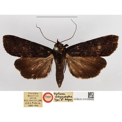 /filer/webapps/moths/media/images/P/polymorpha_Gyrtona_STM_NHMUK.jpg