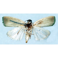 /filer/webapps/moths/media/images/S/smaragdinana_Earias_HT_SNHMb.jpg