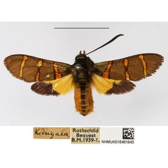 /filer/webapps/moths/media/images/L/lautuscula_Arniocera_A_NHMUK_04.jpg