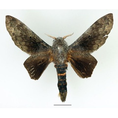 /filer/webapps/moths/media/images/F/forficulatus_Gastroplakaeis_AM_Basquin_02.jpg