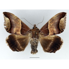 /filer/webapps/moths/media/images/R/retrorsa_Achaea_AM_Basquin.jpg