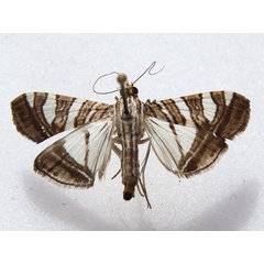 /filer/webapps/moths/media/images/S/stolalis_Glyphodes_A_Goff.jpg