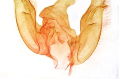 Dallolmoia triangula