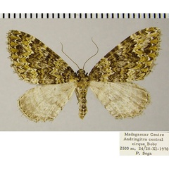 /filer/webapps/moths/media/images/A/andringitra_Mimoclystia_AF_ZSM.jpg