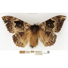 /filer/webapps/moths/media/images/G/gambeyi_Closterothrix_AF_NHMUK.jpg