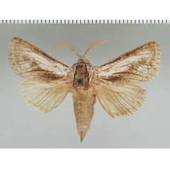 /filer/webapps/moths/media/images/A/albifasciata_Rethona_AM_ZMHB.jpg