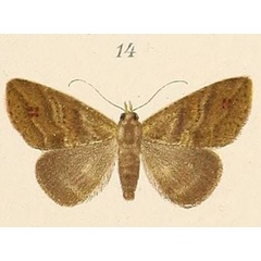 /filer/webapps/moths/media/images/S/strigifera_Alamis_HT_Voeltzkow_6-14.jpg