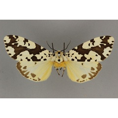 /filer/webapps/moths/media/images/D/dolmani_Alpenus_PLT_BMNH.jpg