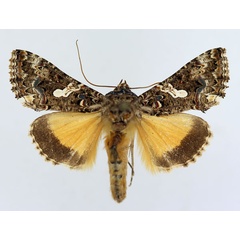 /filer/webapps/moths/media/images/E/exquisita_Thysanoplusia_AM_ISEA.jpg