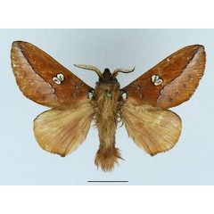 /filer/webapps/moths/media/images/M/malgassica_Callopizoma_AM_Basquin_01.jpg