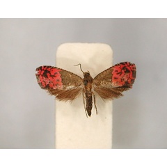 /filer/webapps/moths/media/images/A/anonidii_Anthozela_AT_RMCA_01.jpg