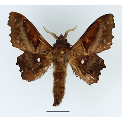 /filer/webapps/moths/media/images/K/knoblauchii_Mimopacha_AM_Basquin_01.jpg