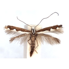 /filer/webapps/moths/media/images/S/scalariella_Dialectica_A_BMNH.jpg