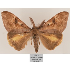 /filer/webapps/moths/media/images/E/eugonia_Aroa_AM_MNHN.jpg
